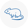 Rat Control Upton